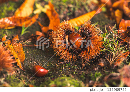 実って地面に落ちた栗（イガグリ） 132989723