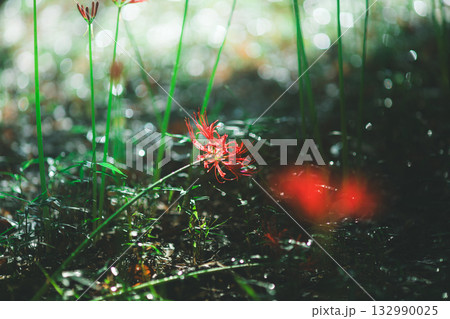 倒れた赤い花 132990025