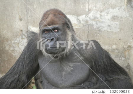 危なっかしい男が気になって目が離せないゴリラ 132990028