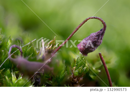 苔胞子体のマクロ写真 132990573