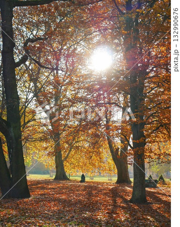 散歩途中に出逢う　ベルリンの美しい秋景色 132990676