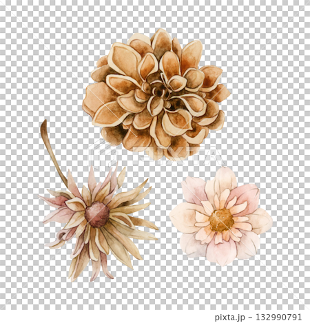 Autumn flowers set. Dahlia Chrysanthemum Aster. Watercolor hand drawn floral illustration isolated on white background for wedding design home textile print card cosmetic package porcelain crockery 132990791
