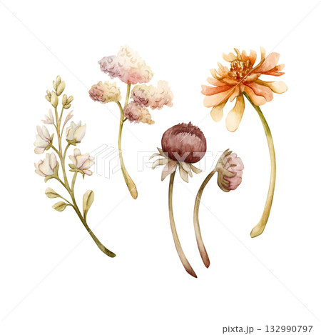 Autumn flower buds branch set. Dahlia Chrysanthemum Zinnia. Watercolor hand drawn floral illustration isolated on white background for wedding design home textile cosmetic package porcelain crockery 132990797