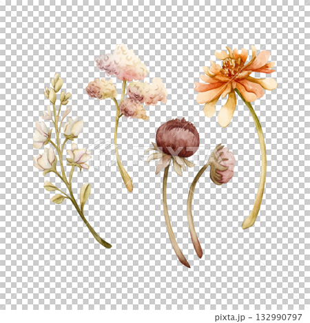 Autumn flower buds branch set. Dahlia Chrysanthemum Zinnia. Watercolor hand drawn floral illustration isolated on white background for wedding design home textile cosmetic package porcelain crockery 132990797