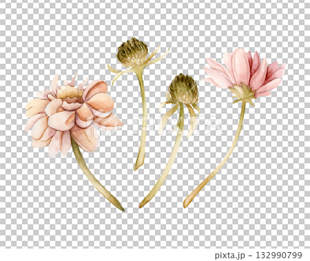 Dahlia autumn flower bud set. Chrysanthemum Aster Echinacea. Watercolor hand drawn floral illustration isolated on white background for wedding design home textile cosmetic package porcelain crockery Dahlia autumn flower bud set. Chrysanthemum Aster Echinacea. Watercolor hand drawn floral illustration isolated on white background for wedding design home textile cosmetic package porcelain crockery 132990799
