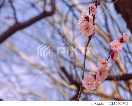 梅の花5ー14 132991761
