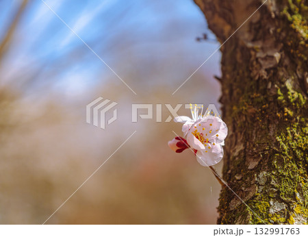 梅の花5ー16 梅の花5ー16 132991763