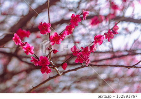 梅の花5ー20 梅の花5ー20 132991767