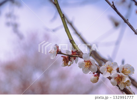 梅の花5ー48 梅の花5ー48 132991777