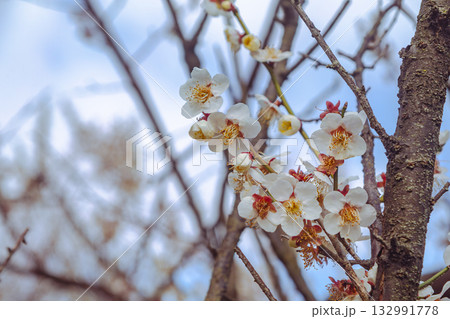 梅の花5ー49 132991778