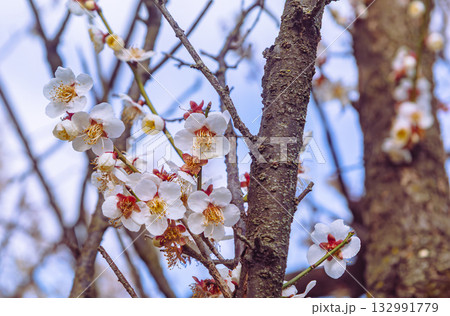 梅の花5ー50 132991779