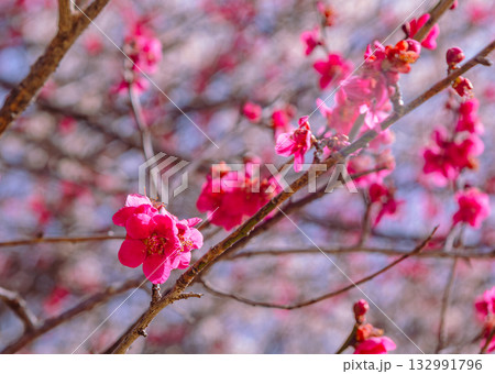 梅の花5ー68 132991796