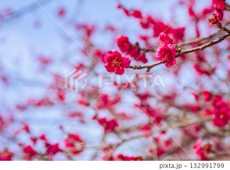 梅の花5ー71 132991799