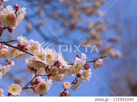 梅の花5ー37 132991840