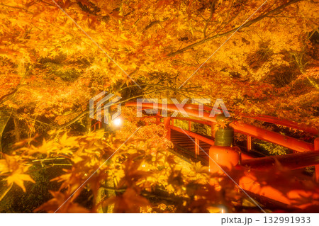 秋の伊香保温泉 ライトアップされた紅葉の河鹿橋 秋の伊香保温泉 ライトアップされた紅葉の河鹿橋 132991933