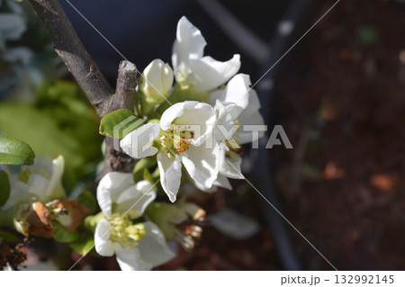 Flowering Quince Nivalis 132992145