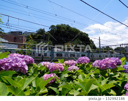 電車　JR東海道線　保土ヶ谷　アジサイ公園 132992186