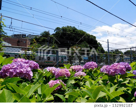 電車 JR東海道線 保土ヶ谷 アジサイ公園 電車 JR東海道線 保土ヶ谷 アジサイ公園 132992187