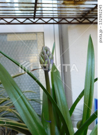 ヒヤシンソイデス　蕾 132992245