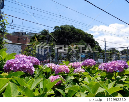 電車 JR東海道線 保土ヶ谷 アジサイ公園 電車 JR東海道線 保土ヶ谷 アジサイ公園 132992280