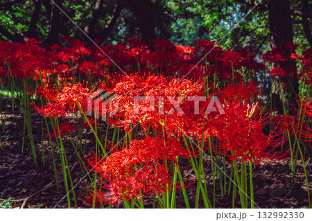 御嶽山自然森の公園 彼岸花3ー16 御嶽山自然森の公園 彼岸花3ー16 132992330