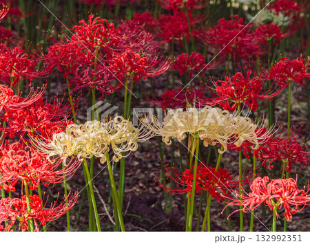 御嶽山自然森の公園　彼岸花3ー54 132992351