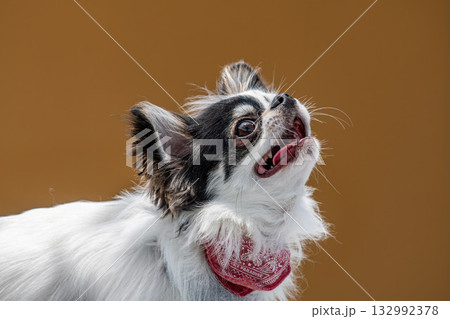 愛らしい表情のチワワ 132992378