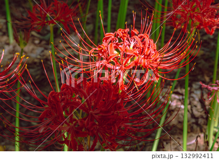 御嶽山自然森の公園　彼岸花3ー5 132992411