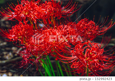 御嶽山自然森の公園 彼岸花3ー29 御嶽山自然森の公園 彼岸花3ー29 132992423