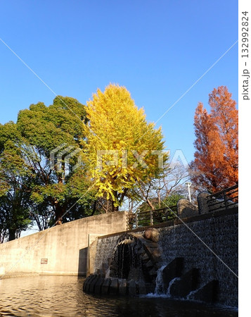 紅葉 イチョウ メタセコイア 山下公園 紅葉 イチョウ メタセコイア 山下公園 132992824