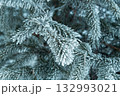 Close-up of frosty spruce branches covered. Winter nature texture with cold blue tones, detailed needles and seasonal frozen Christmas atmosphere. Blue blurred background. Defocused 132993021