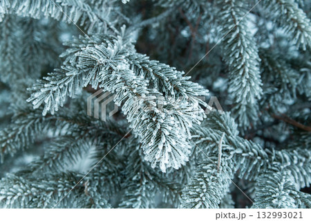 Close-up of frosty spruce branches covered. Winter nature texture with cold blue tones, detailed needles and seasonal frozen Christmas atmosphere. Blue blurred background. Defocused 132993021