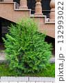 Lush green Thuja occidentalis bush growing near a stone staircase. Ornamental evergreen shrub with dense foliage, used for landscaping and garden decoration 132993022