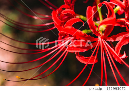 御嶽山自然森の公園　彼岸花4ー3 132993072