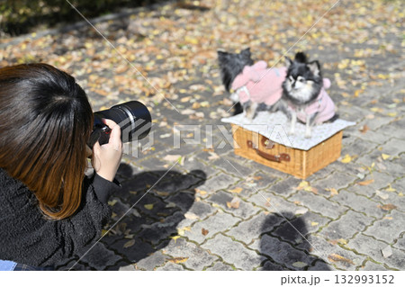 犬を撮影する女性カメラマン　2匹のチワワ 132993152