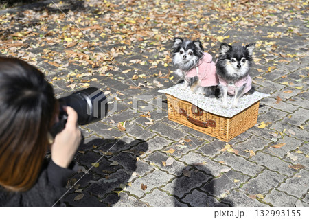 犬を撮影する女性カメラマン 2匹のチワワ 犬を撮影する女性カメラマン 2匹のチワワ 132993155