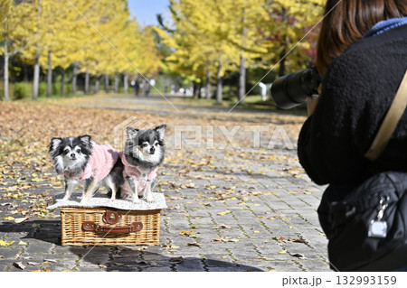 犬を撮影する女性カメラマン　2匹のチワワ 132993159