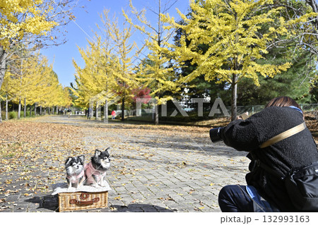 犬を撮影する女性カメラマン 2匹のチワワ 犬を撮影する女性カメラマン 2匹のチワワ 132993163