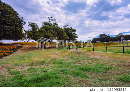 マリーゴールドの丘 マリーゴールドの水滴ー21 マリーゴールドの丘 マリーゴールドの水滴ー21 132993215