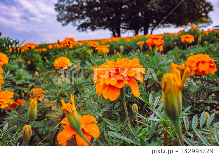 マリーゴールドの丘 マリーゴールドの水滴ー20 マリーゴールドの丘 マリーゴールドの水滴ー20 132993229