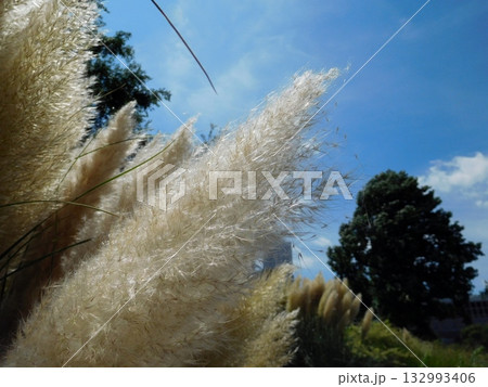 パンパスグラス　赤レンガ倉庫 132993406