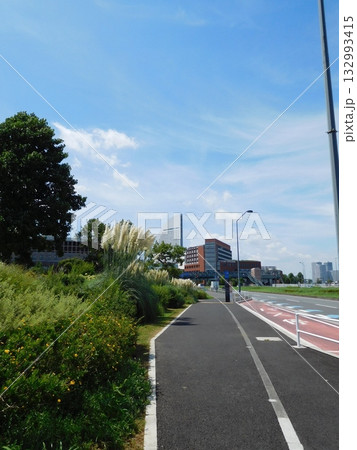 パンパスグラス　JICA横浜　パンパシフィック 132993415