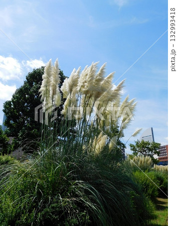 パンパスグラス　JICA横浜　パンパシフィック 132993418