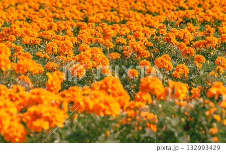 マリーゴールドの丘　マリーゴールドの花2ー15 132993429
