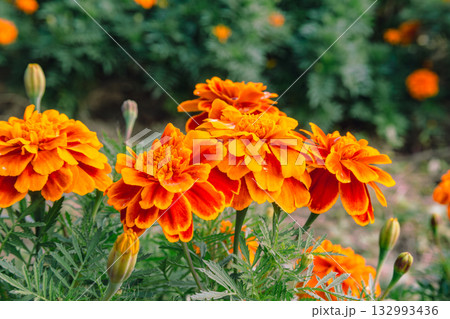 マリーゴールドの丘　マリーゴールドの花2ー39 132993436