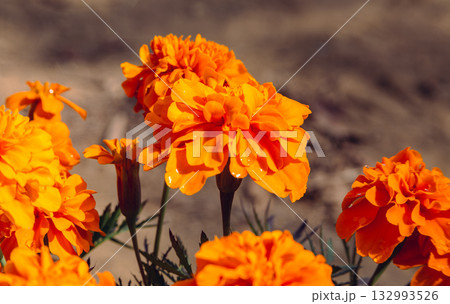 マリーゴールドの丘　マリーゴールドの花2ー22 132993526