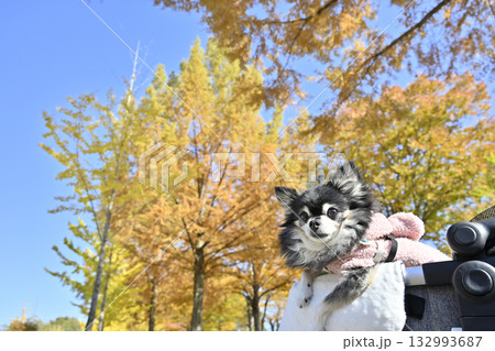 ペットカートでお散歩　紅葉狩り　チワワ 132993687