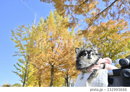 ペットカートでお散歩　紅葉狩り　チワワ 132993688