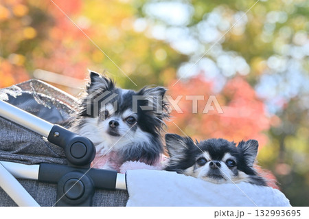 ペットカートでお散歩　紅葉狩り　チワワ 132993695