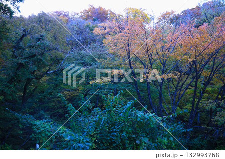 見ごろの紅葉　大山 132993768